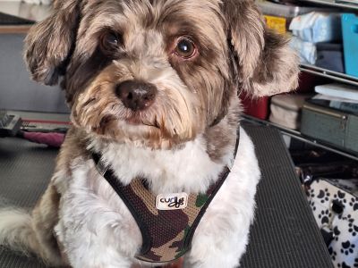 Mobiler Hundefriseur oder bei mir in Sineu