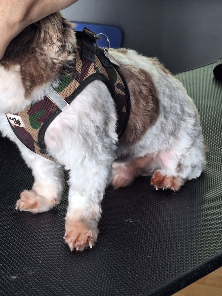 Mobiler Hundefriseur oder bei mir in Sineu
