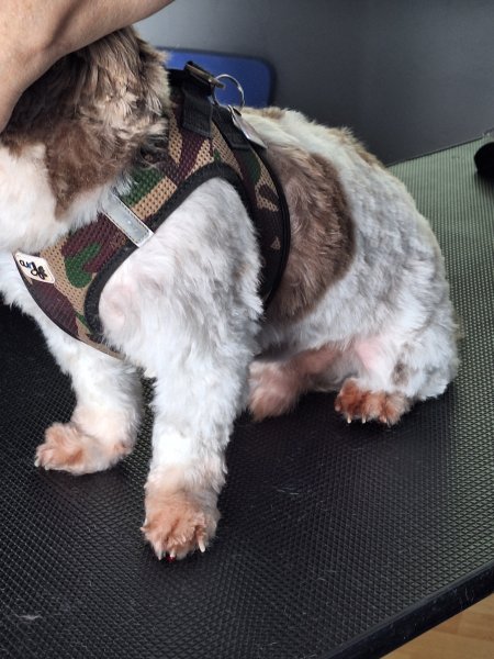 Mobiler Hundefriseur oder bei mir in Sineu