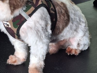 Mobiler Hundefriseur oder bei mir in Sineu