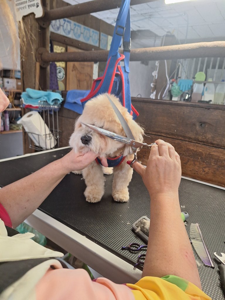 Mobiler Hundefriseur oder bei mir in Sineu