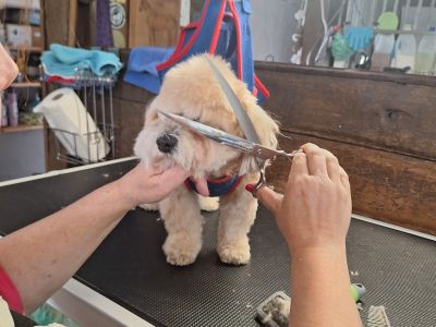 Mobiler Hundefriseur oder bei mir in Sineu