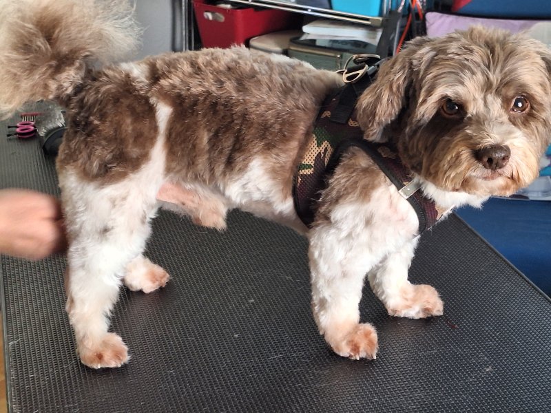 Mobiler Hundefriseur oder bei mir in Sineu