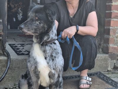 Mobiler Hundefriseur oder bei mir in Sineu