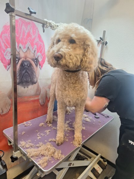 Mobiler Hundefriseur oder bei mir in Sineu
