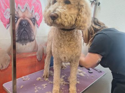 Mobiler Hundefriseur oder bei mir in Sineu