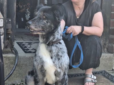 Mobiler Hundefriseur oder bei mir in Sineu