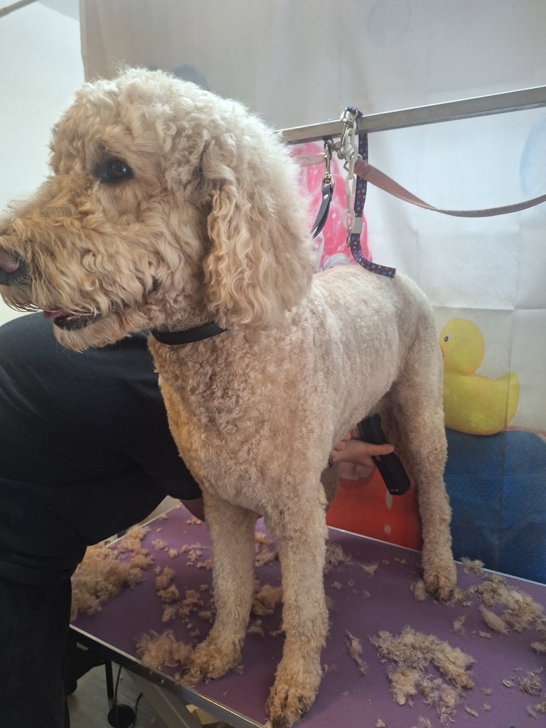 Mobiler Hundefriseur oder bei mir in Sineu