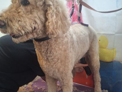 Mobiler Hundefriseur oder bei mir in Sineu
