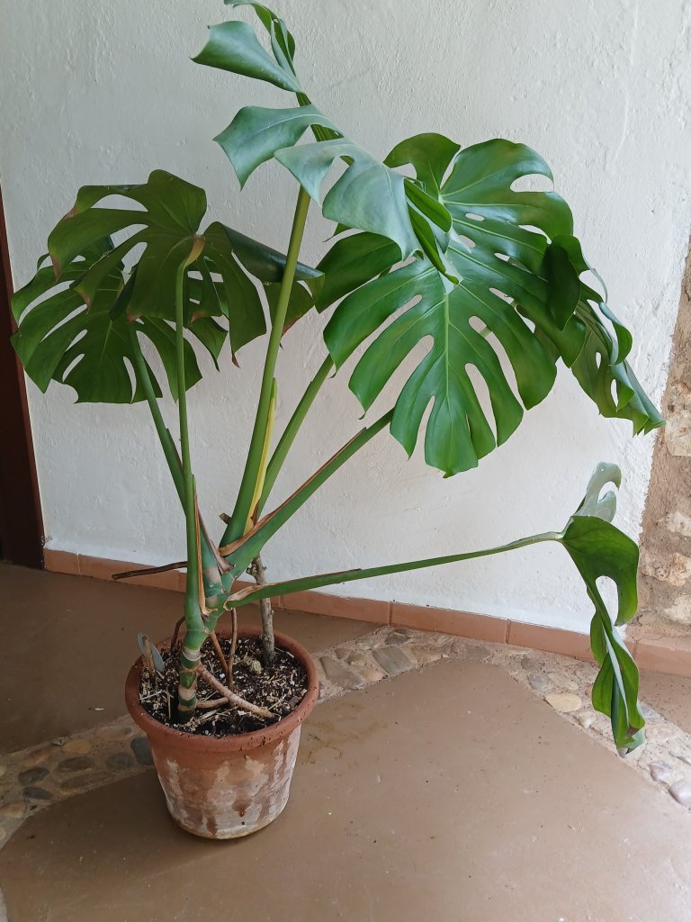 Monstera