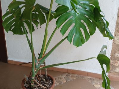 Monstera