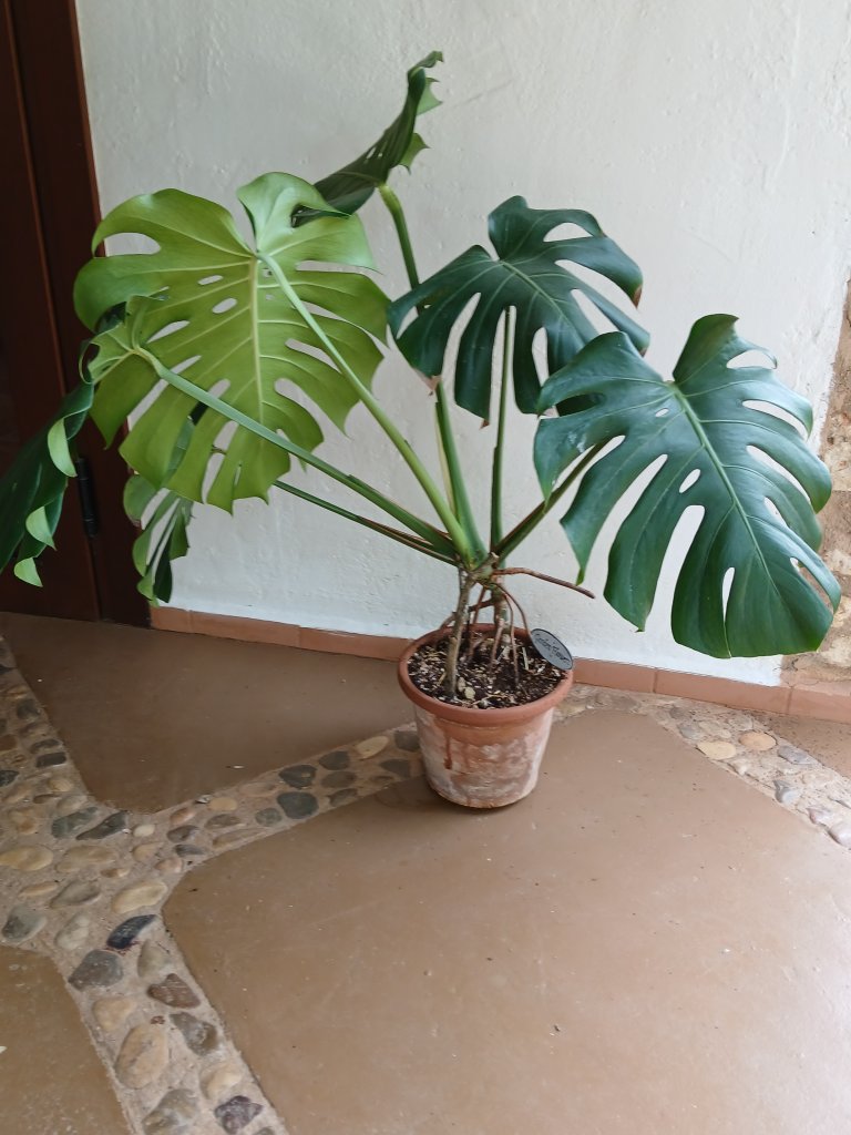 Monstera
