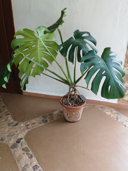 Monstera