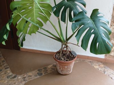 Monstera
