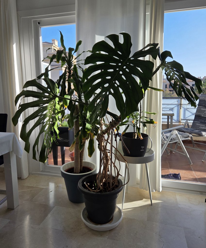 Monstera ( Fensterblatt) 1.60 m hoch