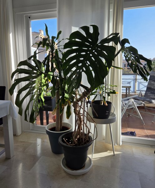 Monstera ( Fensterblatt) 1.60 m hoch