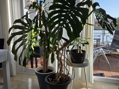 Monstera ( Fensterblatt) 1.60 m hoch