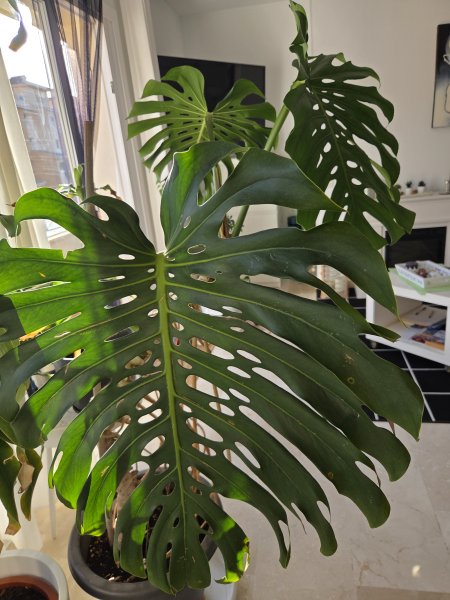 Monstera ( Fensterblatt) 1.60 m hoch
