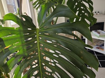Monstera ( Fensterblatt) 1.60 m hoch