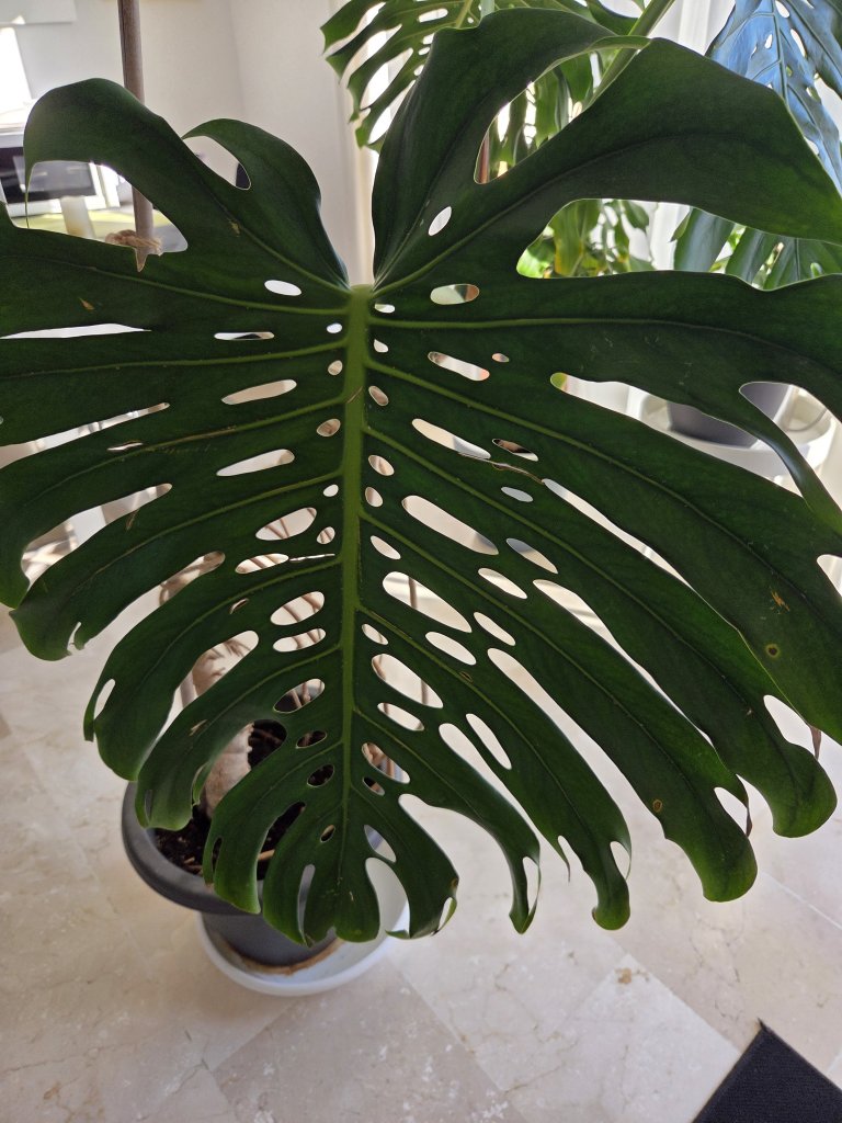 Monstera ( Fensterblatt) 1.60 m hoch