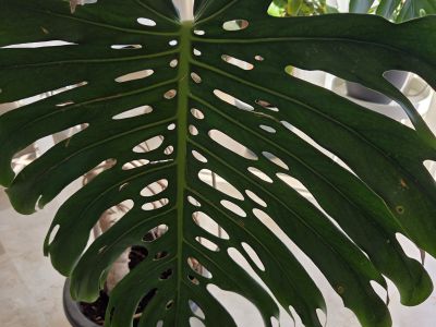 Monstera ( Fensterblatt) 1.60 m hoch
