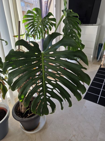 Monstera ( Fensterblatt) 1.60 m hoch