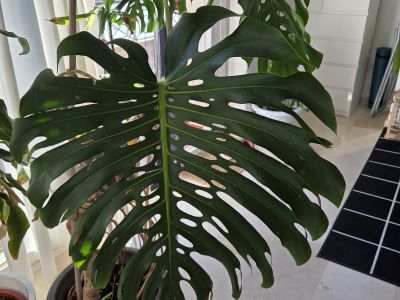 Monstera ( Fensterblatt) 1.60 m hoch