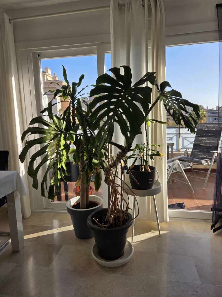Monstera ( Fensterblatt) 1.60 m hoch