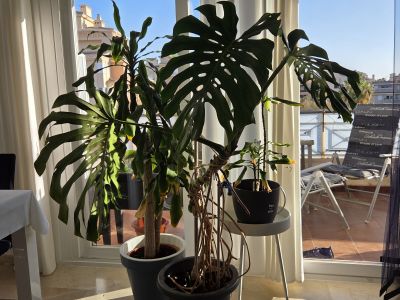 Monstera ( Fensterblatt) 1.60 m hoch