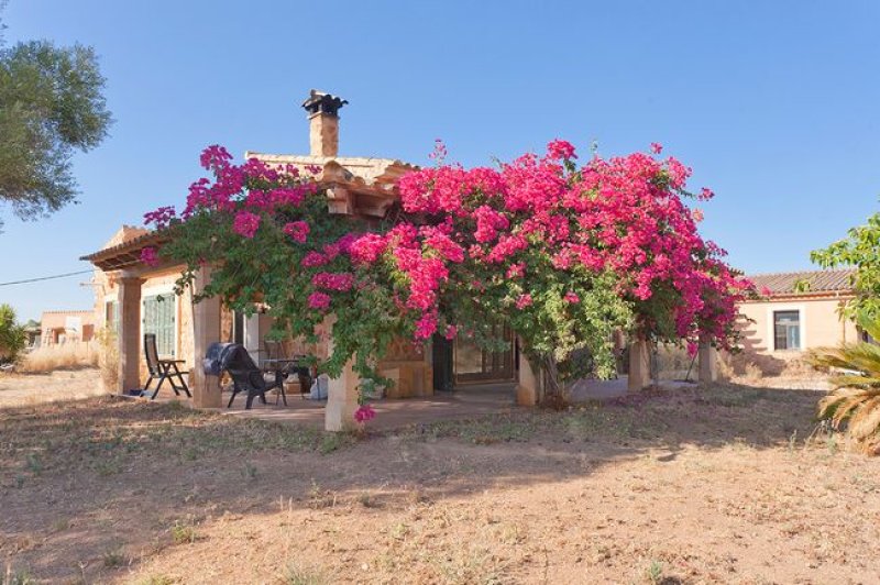 Natursteinfinca in Llucmajor