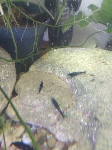 Venta gambas neocaridina
