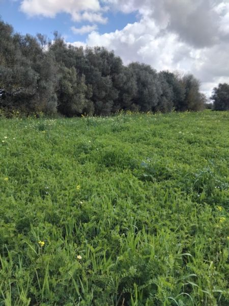 Non-buildable plot for sale in CAMPOS