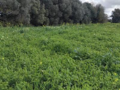 Non-buildable plot for sale in CAMPOS