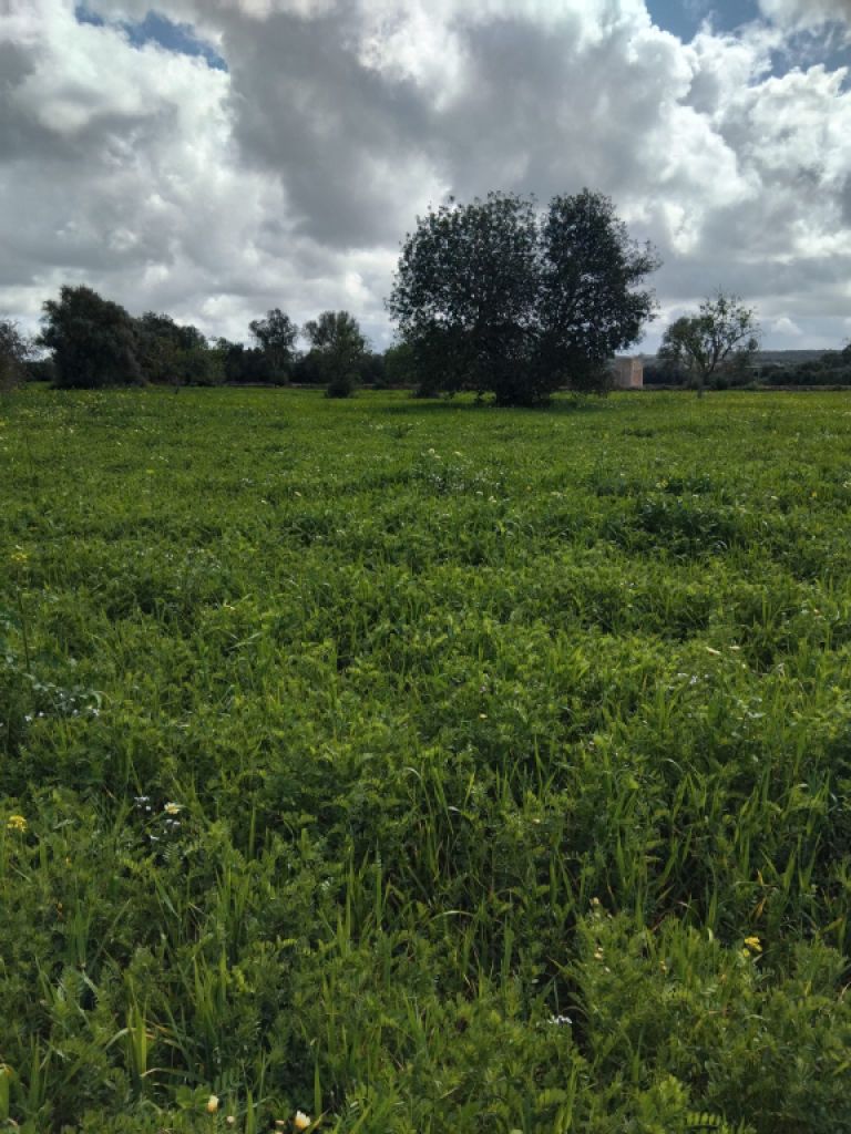 Non-buildable plot for sale in CAMPOS