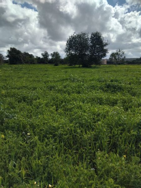 Non-buildable plot for sale in CAMPOS