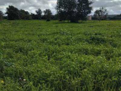 Non-buildable plot for sale in CAMPOS