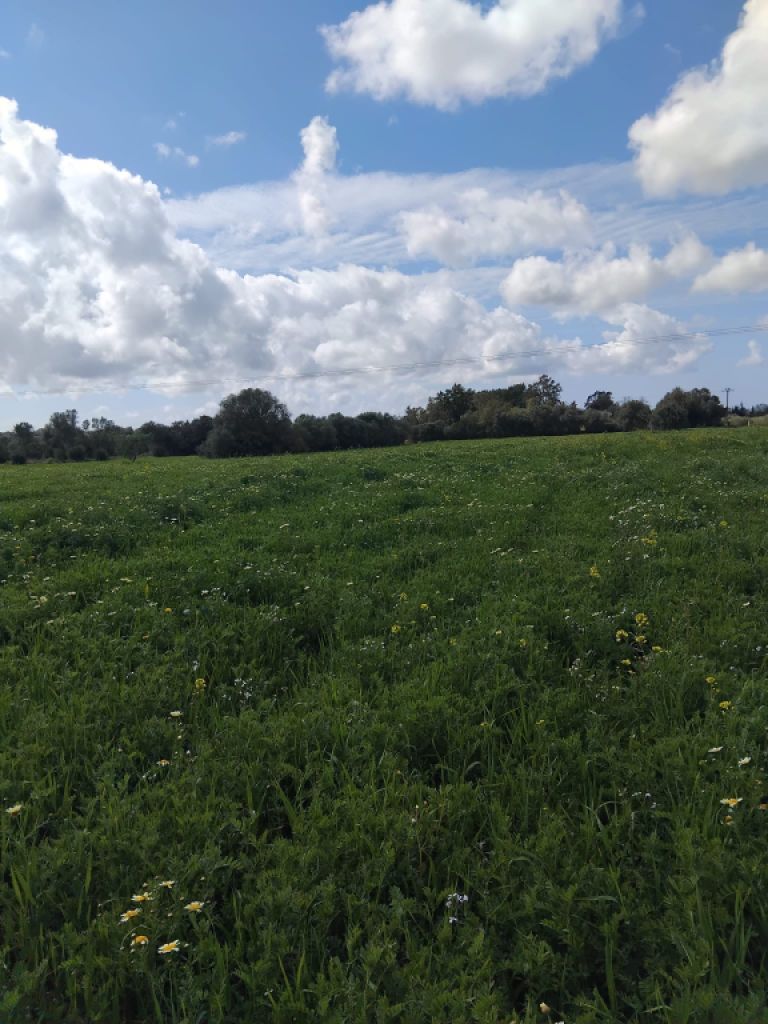 Non-buildable plot for sale in CAMPOS