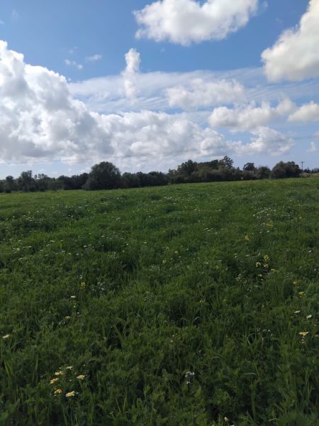 Non-buildable plot for sale in CAMPOS