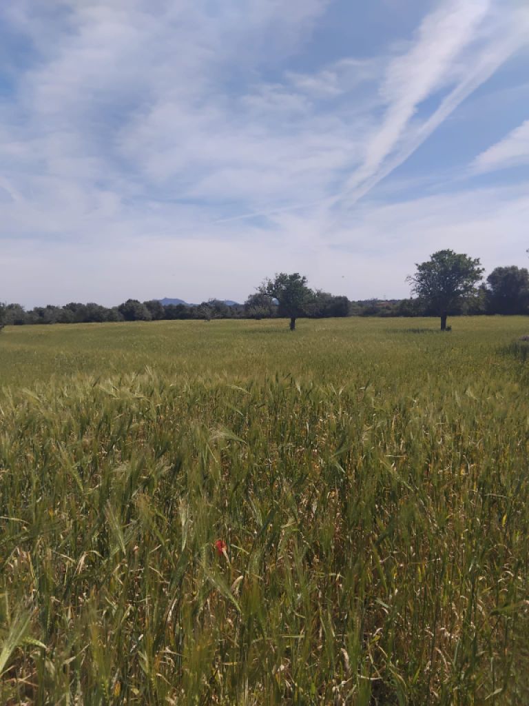 Non-buildable plot for sale in CAMPOS