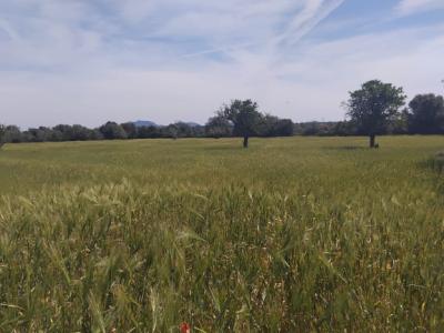 Non-buildable plot for sale in CAMPOS