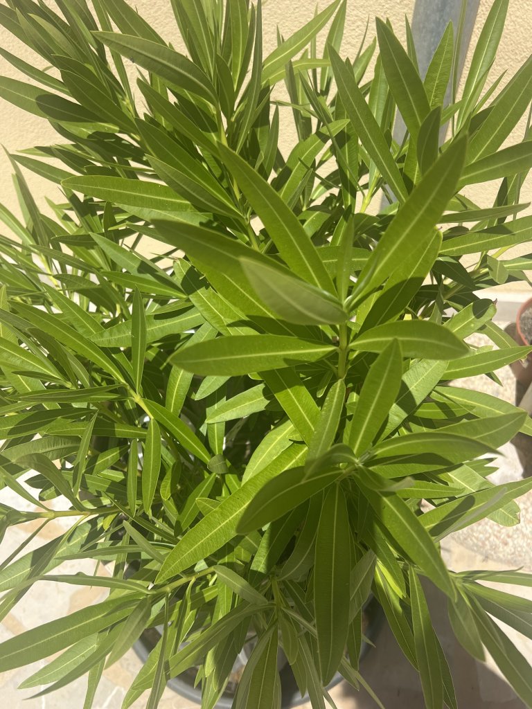 Oleander