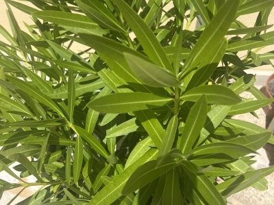 Oleander