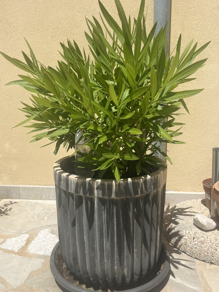 Oleander