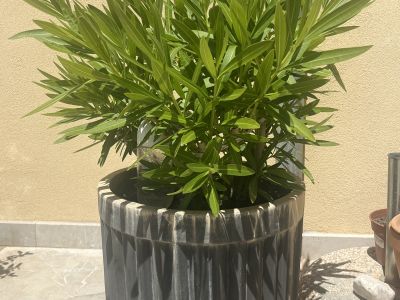 Oleander