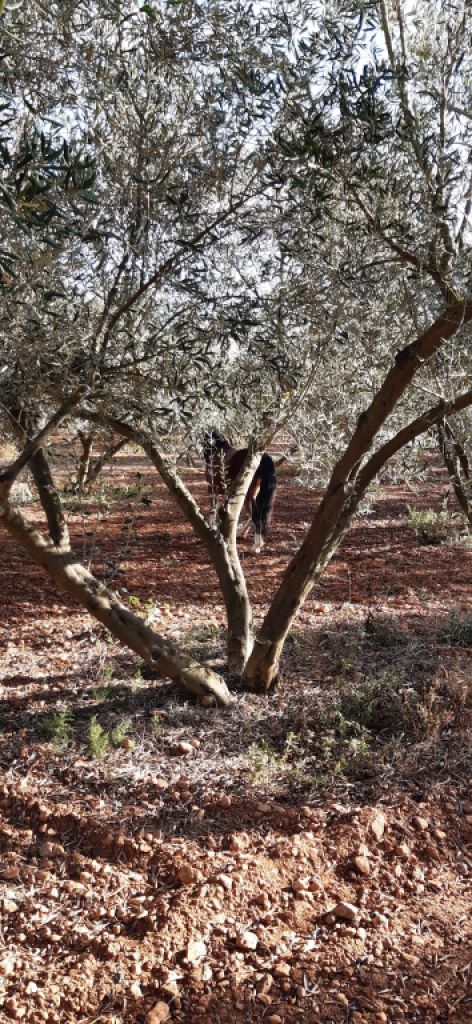 Olive plantation for lease