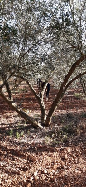 Olive plantation for lease