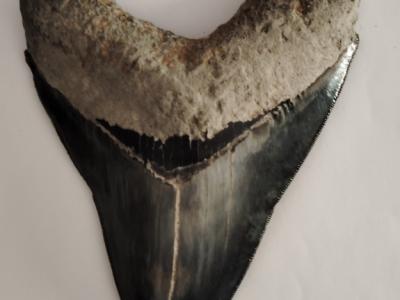 Originale Megalodon-Zähne 100%.