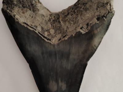 Originale Megalodon-Zähne 100%.