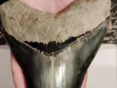 Originale Megalodon-Zähne 100%.