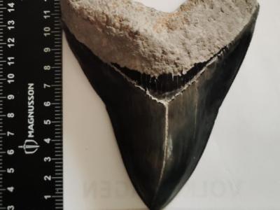 Originale Megalodon-Zähne 100%.